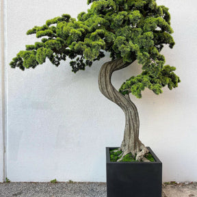 Großer Bonsai im Block M Pflanzgefäß