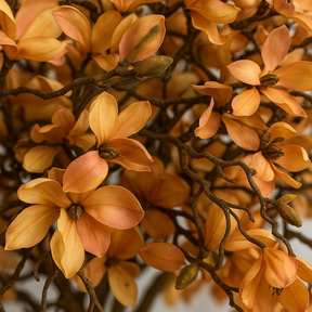 Magnolienbaum in Beige im St. Tropez glänzend weißen Topf – Neuerscheinung