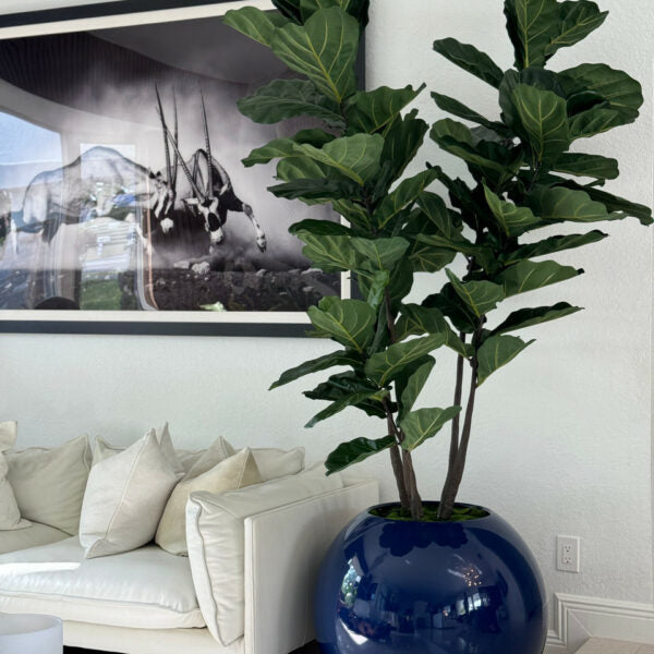 Blaue Globusvase mit Geigen-Feige (Fiddle Leaf Fig)