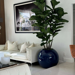 Blaue Globusvase mit Geigen-Feige (Fiddle Leaf Fig)
